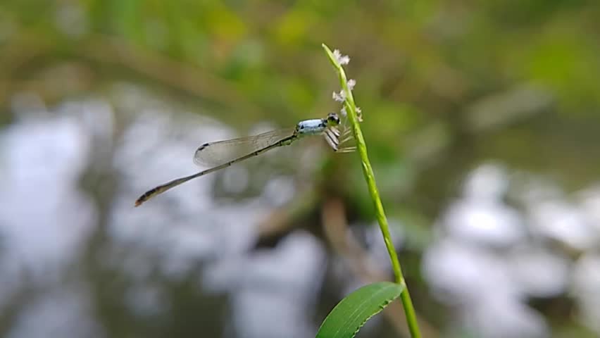 Stunning Blue Damselfly at Rest on Green Blade Over Blurred Water