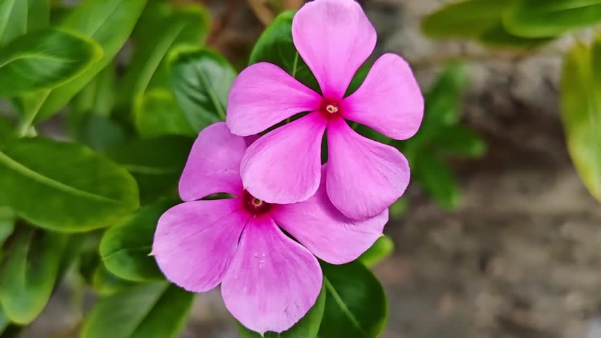A cluster of pink Madagascar periwinkle flowers in full bloom along a sunny roadside, with glossy green leaves and a vibrant natural setting.