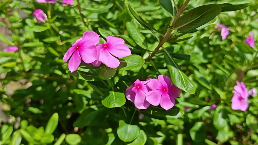 A cluster of pink Madagascar periwinkle flowers in full bloom along a sunny roadside, with glossy green leaves and a vibrant natural setting.
