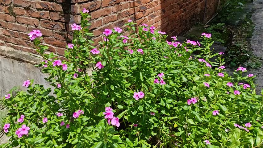 A cluster of pink Madagascar periwinkle flowers in full bloom along a sunny roadside, with glossy green leaves and a vibrant natural setting.
