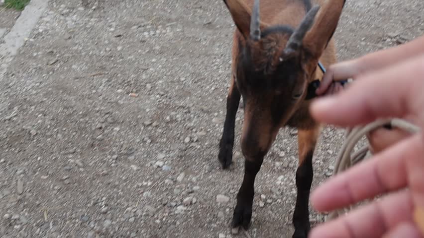 Close up of a curious brown baby goat looking at a human hand and turning its head outdoors on a rural gravel road. Cute domestic farm animal in natural daylight.
