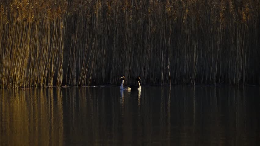 Great Crested Grebes Diving on Linlithgow Loch at Golden Hour, Scotland