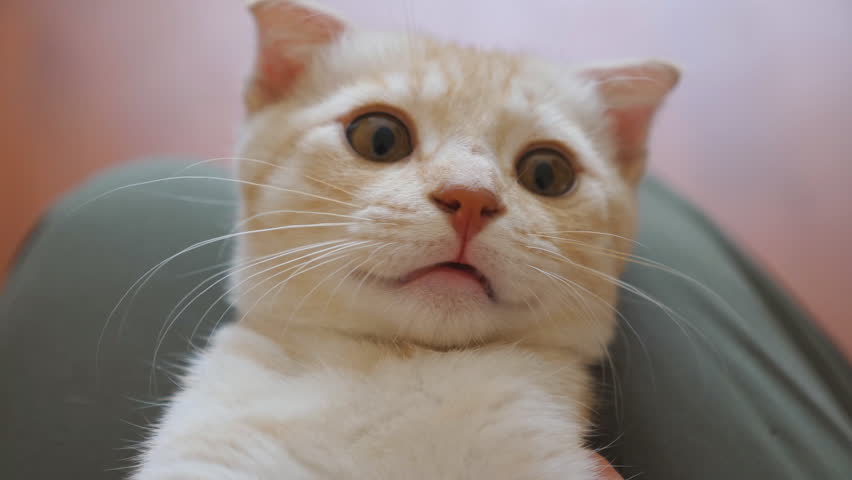 Close up to cute curious red cat lying on feet of young woman indoor. Female hands stroking her small domestic animal. Girl playing with her ginger kitten. Care and love for pets concept. POV