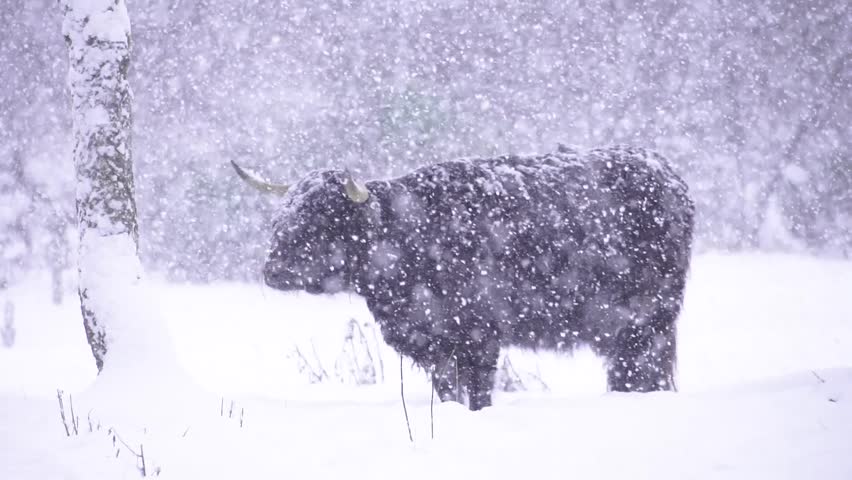 Highland Cow Standing in Falling Snow in the Scottish Highlands, Slow Motion 