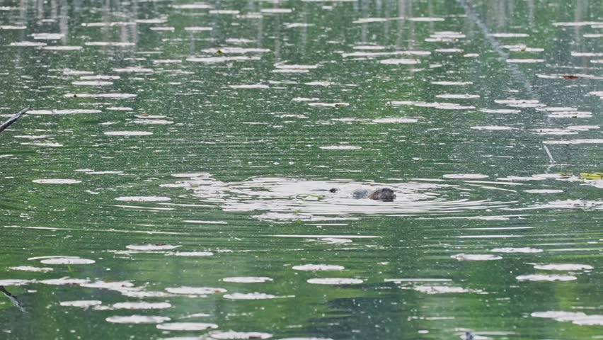 Close-up wildlife footage of a muskrat floating upright in a freshwater marsh while feeding on aquatic vegetation. The animal remains partially submerged with its tail visible above the water surface. Surrounded by lily pads and wetland plants, this natural behaviour is captured in a calm outdoor environment during summer.