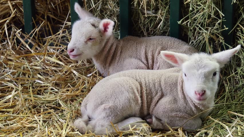 Pair of Newborn Baby Lambs Laying Together in Straw at Animal Farm