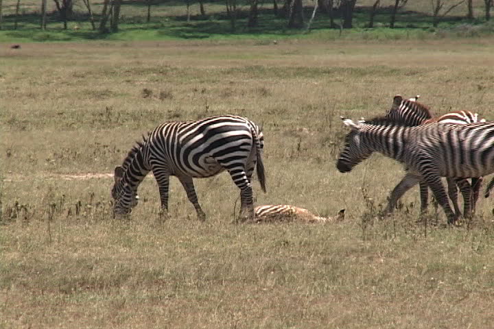 Small Herd of Zebras Plus Stock Footage Video (100% Royalty-free