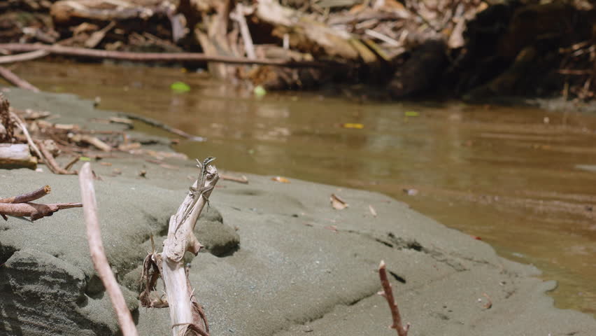 Jesus lizard rests on weathered driftwood branch along sandy riverbank in tropical environment. Muddy water flows past while fallen branches and debris scatter across the dark volcanic sand shoreline.