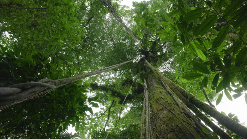 Costa Rica jungle scene looking up at towering trees with moss-covered trunks as water drops slowly fall from the dense green canopy. Lush tropical rainforest vegetation surrounds ancient trees.