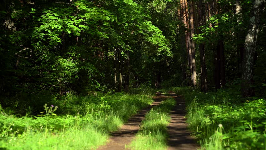 Sunlit Forest Road in Dense Woodland