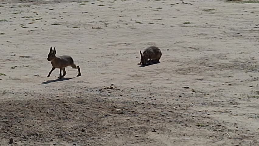 Patagonian maras, its scientific name is Dolichotis patagonum