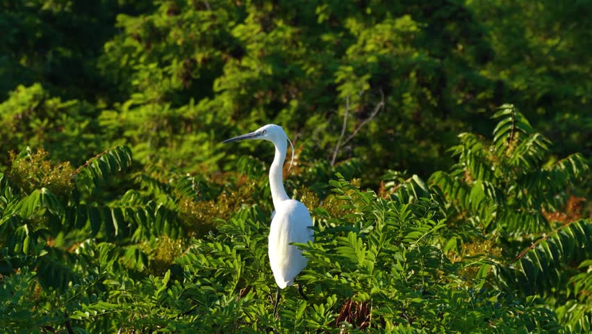 A small white little egret (Egretta garzetta), surveying its surroundings with a regal air amid the green trees. A wonderful wildlife video centered on nature and birdwatching.