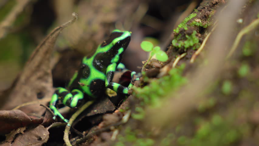 Vibrant green and black poison dart frog sits motionless on decaying leaves in tropical rainforest. Moss and small plants surround the colorful amphibian in its natural humid habitat.