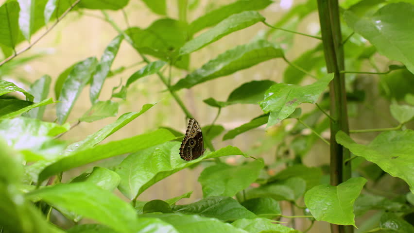 Monarch butterfly displays striking blue and brown patterned wings while flying through vibrant green foliage. The delicate insect moves gracefully among tropical leaves with soft bokeh background.
