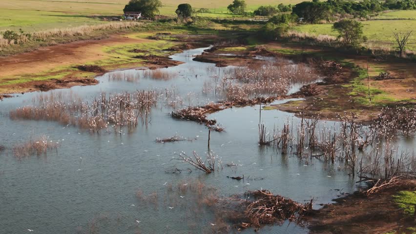 Wide aerial view of a lush wetland ecosystem. Large groups of white aquatic birds congregate in shallow water and on muddy shores. The scene includes grassy plains and a winding waterway under natural light
