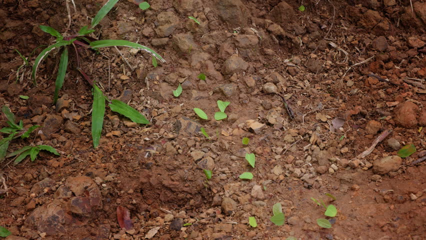 Industrious leafcutter ants form a trail across textured reddish-brown tropical soil, carrying vibrant green leaf pieces past scattered rocks and sprouting plants in warm natural daylight.