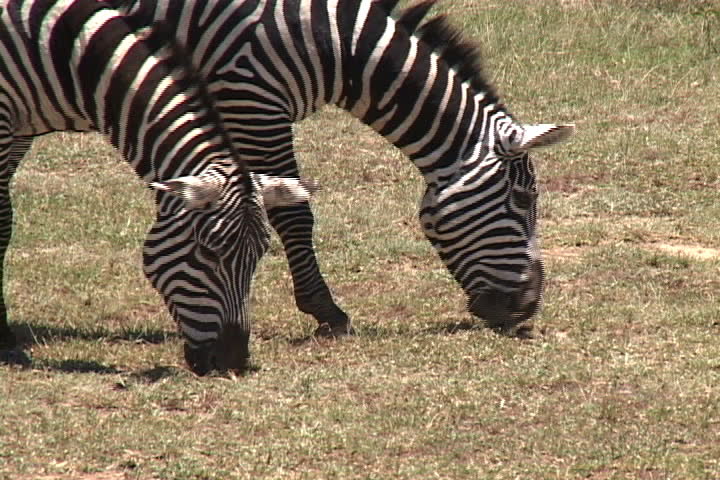 A pair of zebras grazing in Nairobi, Kenya, Africa.