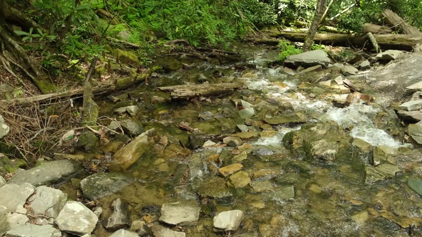 a shallow stream in the forest