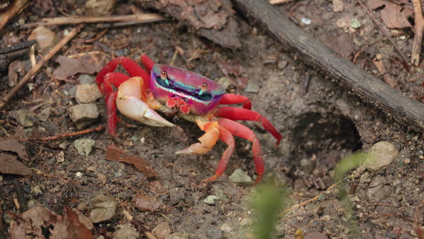 Vibrant tropical land crab featuring stunning iridescent purple and blue carapace with bright red legs stands near its burrow entrance on forest floor covered with fallen leaves and twigs.