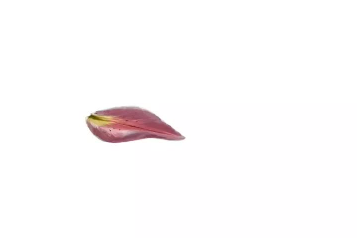illustration of pink oriental lily flower on white background