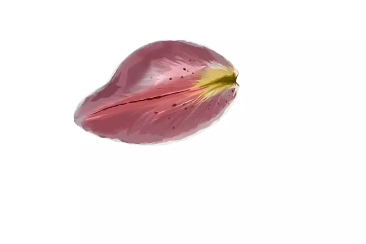 illustration of pink oriental lily flower on white background