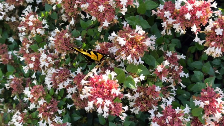 Tigerswallowtail butterfly in slow motion flitting on a flowery bush