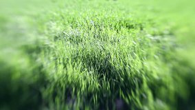 green grass -created with lensbaby for selective focus