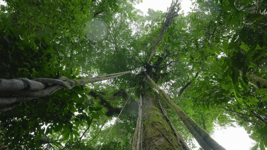 Costa Rica jungle scene with slow falling drops from trees in lush tropical rainforest. Low angle view looking up at towering moss-covered trunks and dense green canopy with misty atmosphere.