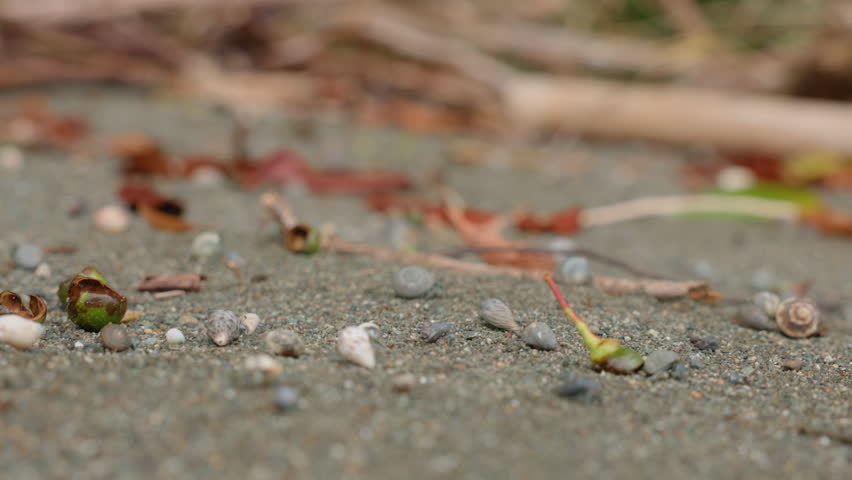Close-up macro shot of sandy beach floor covered with tiny spiral seashells, dried autumn leaves, small pebbles and plant debris, with blurred driftwood and green foliage in the soft background.