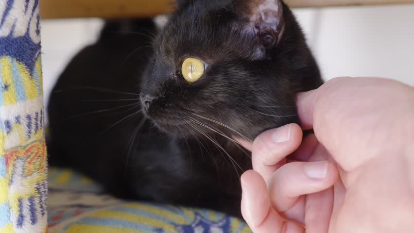 close-up of a white human hand stroking the chin of a cute black cat missing its right eye
