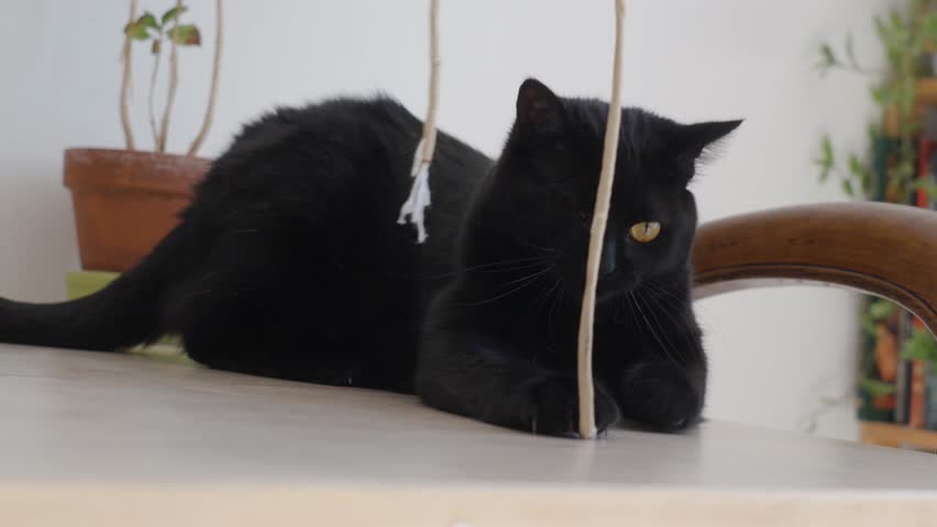 a cute, one-eyed black cat playing with a piece of string inside a brightly lit house