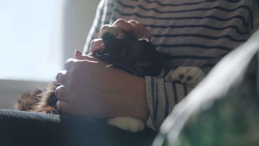close-up of a white human hands stroking the chin of a cute blind black and white cat, indoor with natural sunlight