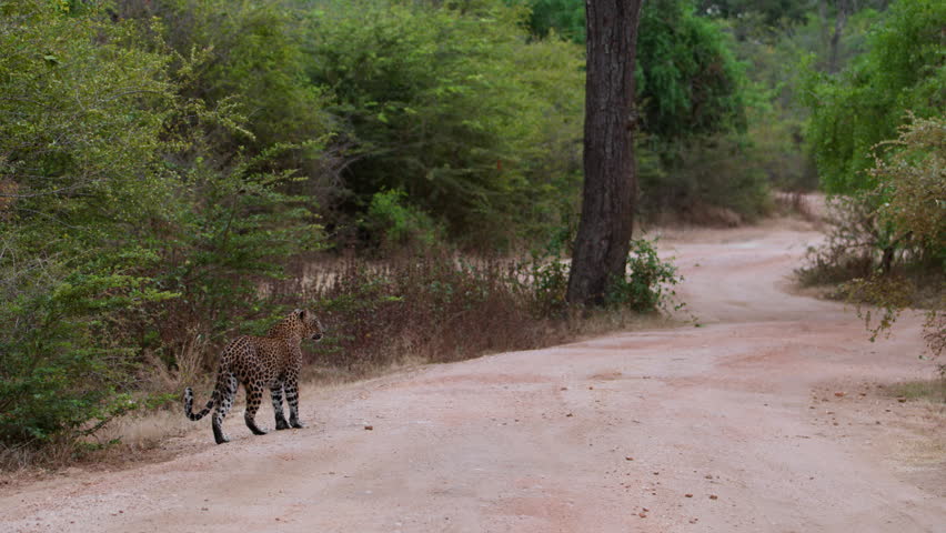 Sri Lankan leopard walking along a forest road in natural jungle habitat showing wild predator behaviour.