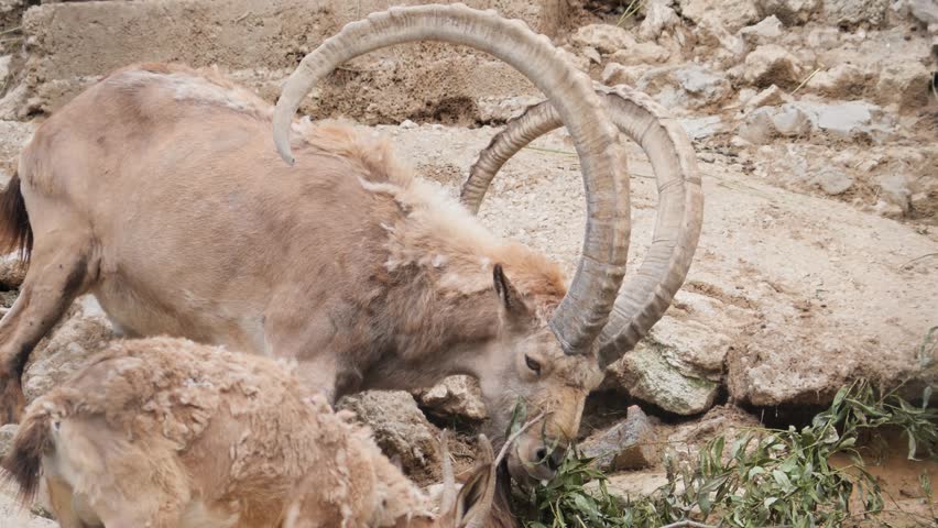 Alpine ibex family with cute young kids and large male foraging on steep slope.