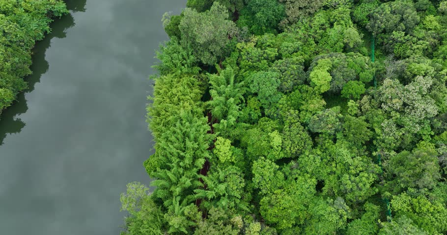 Beautiful landscape in forest at the lakeside
