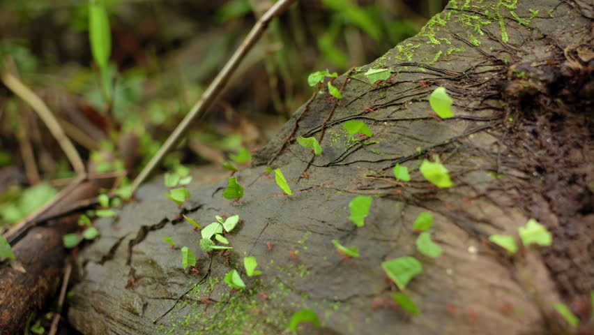 Leafcutter ants carry vibrant green leaf fragments across a moss-covered fallen log in a tropical rainforest, marching in organized trails through tangled roots and damp forest floor debris.