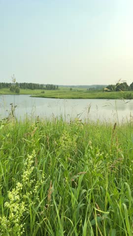 Calm river landscape with tall green grass and wildflowers in the foreground. Summer nature, rural landscape, peaceful outdoors