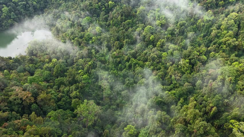 Drone footage showing dense Penang forest canopy and mist over tropical trees.