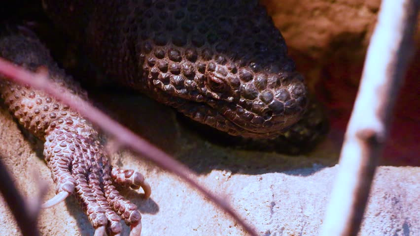 Macro close-up shot of a venomous beaded lizard or Gila monster sticking its pink tongue out while sitting in a terrarium. Professional wildlife B-roll footage.