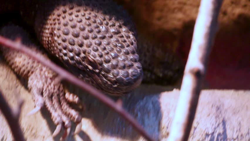 Macro close-up shot in slow motion of a venomous beaded lizard or Gila monster flicking its pink tongue in a terrarium. Professional wildlife B-roll footage.