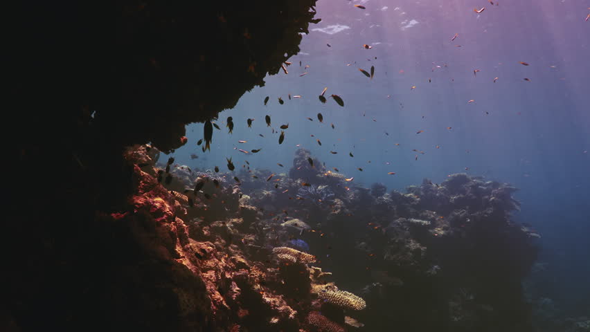 Sunbeams penetrate the clear waters of the Great Barrier Reef, illuminating coral formations and tropical reef fish in a vibrant underwater ecosystem in Queensland, Australia.