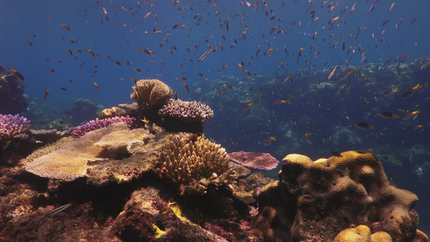 Colorful corals and swarms of reef fish on the Great Barrier Reef, Queensland, Australia. A thriving tropical ecosystem showcases the richness of marine biodiversity.