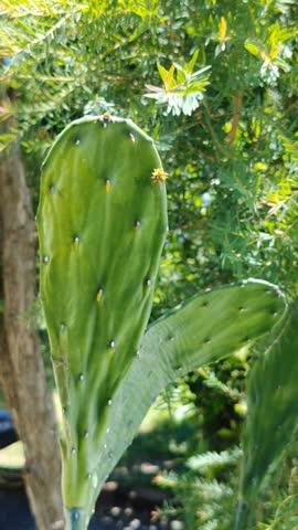 Close Up of Green Prickly Pear Cactus with Natural Bokeh Background