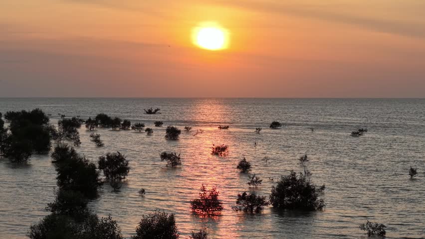 Aerial view of mangrove trees partially submerged at sunset over a coastal sea.