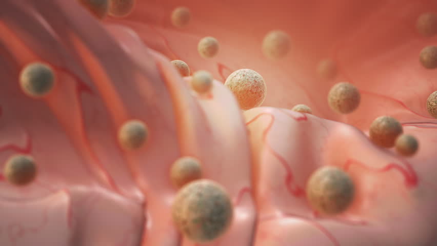 Human Cells or Embryonic Stem Cells in Biological Tissue