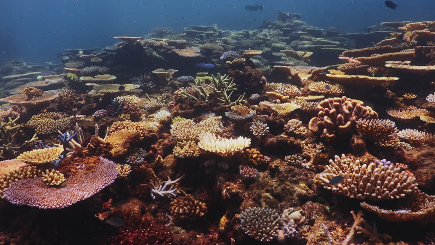 Panoramic view of the Great Barrier Reef, Queensland, Australia. Diverse coral formations create a vibrant underwater ecosystem teeming with marine life.