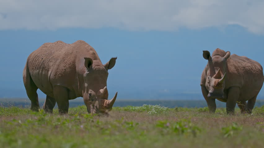 Two white rhinoceroses grazing in the grasslands of Kenya, Africa. The massive herbivores feed peacefully in their natural habitat under a dramatic sky.