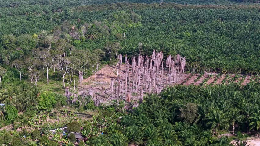 Aerial view of cleared land. Tall, jagged tree trunks stand in rows. Green palm trees stretch far beyond