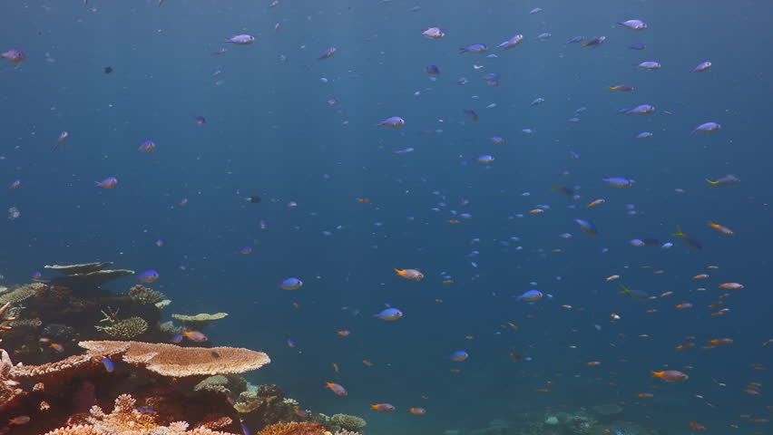Schooling reef fish swim above corals on the Great Barrier Reef, Queensland, Australia. Clear blue water reveals the richness of a tropical marine ecosystem.