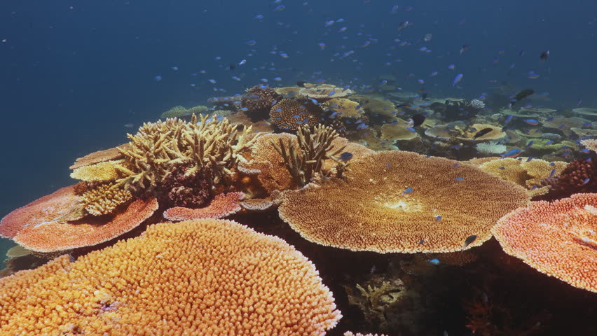 Colorful coral reef teeming with tropical fish on the Great Barrier Reef, Queensland, Australia. Clear blue water reveals a thriving underwater marine ecosystem.